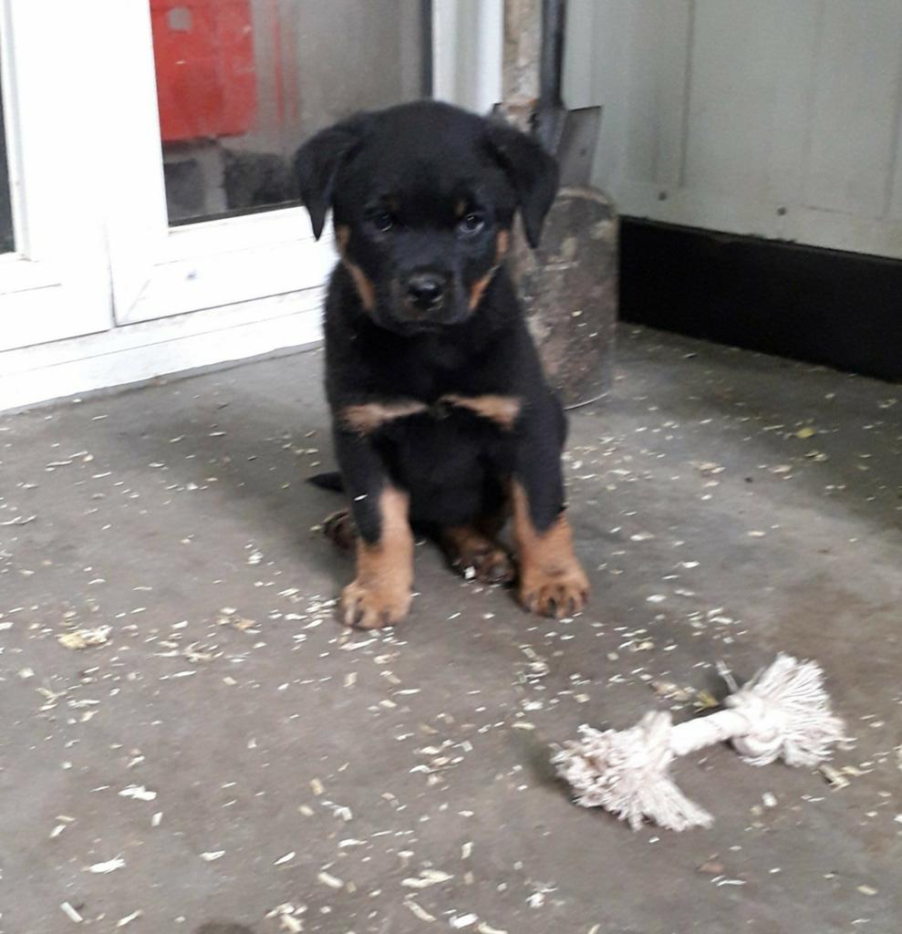 Rottweiler pups, Dieren en Toebehoren, Parvo, België, Particulier, 8 tot 15 weken