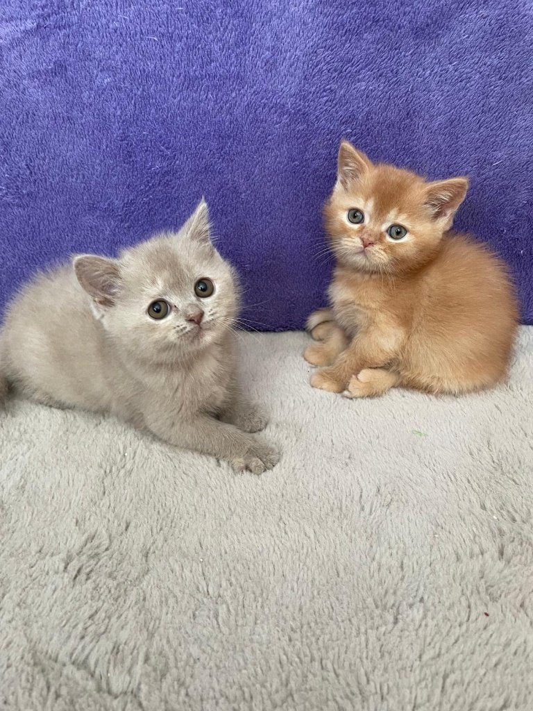 Britse Korthaar kittens te koop, Meerdere dieren, Gechipt, 0 tot 2 jaar
