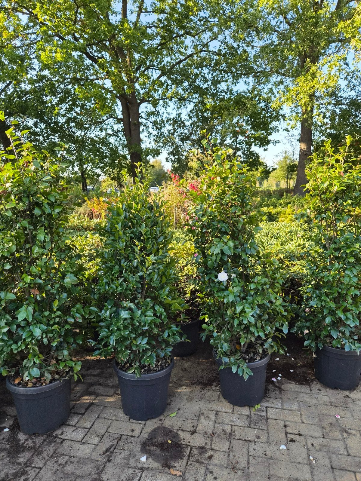 Camellia Sasanqua XXL - Grote Winterbloeier, Vaste plant, Halfschaduw, Herfst, Ophalen