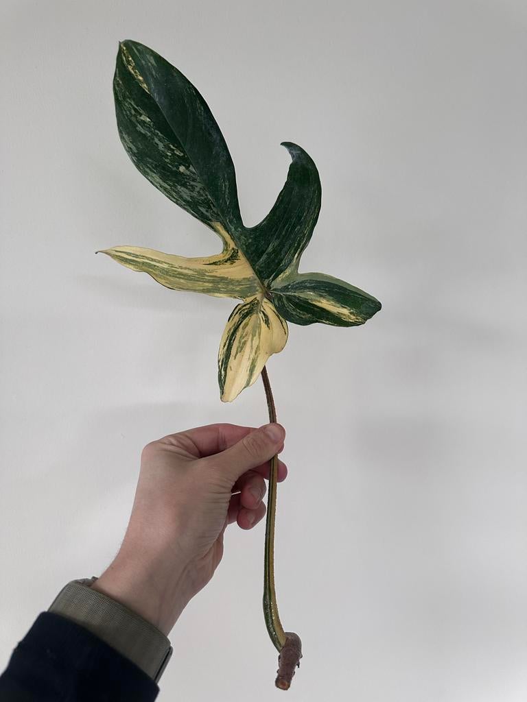 Philodendron Florida Beauty XL Stek - Ongeworteld, Ophalen, Overige soorten, Halfschaduw, Minder dan 100 cm