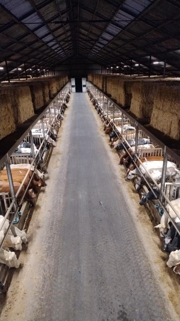 Te koop gevraagd !!!!  dikbil kalveren, Dieren en Toebehoren, Runderen, Meerdere dieren