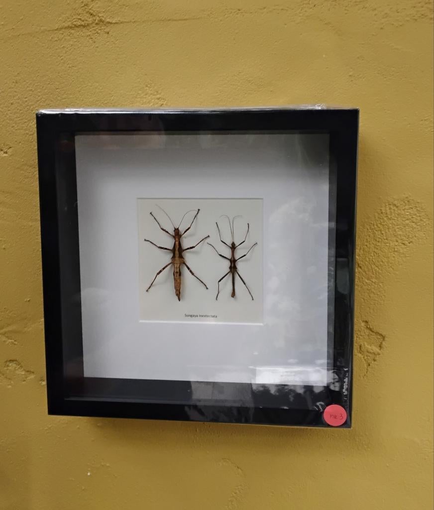 Insecten in lijst (nr. 3), Ophalen of Verzenden, Insect, Opgezet dier