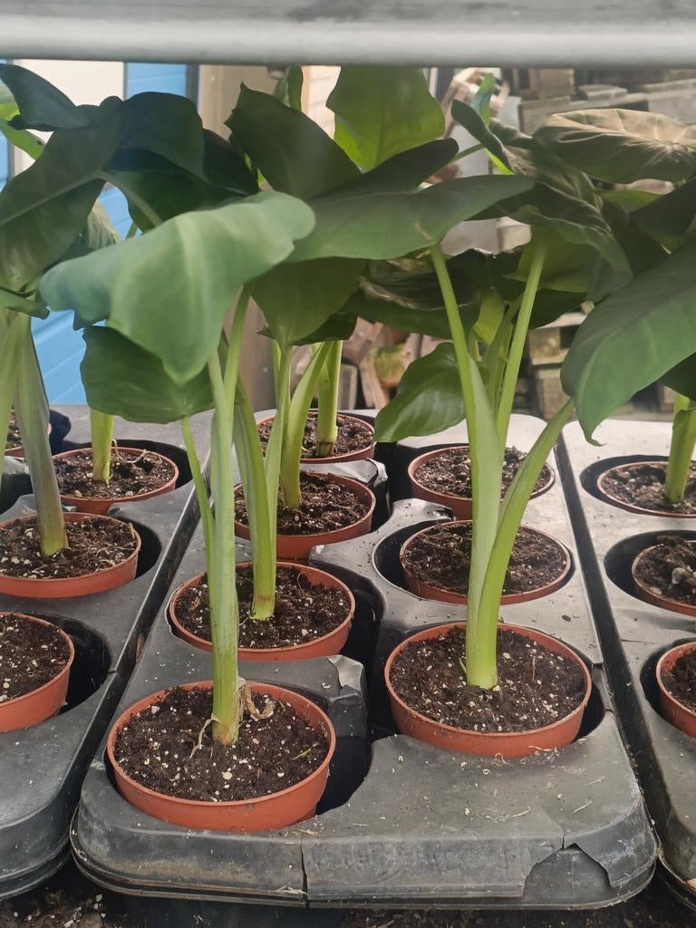 Tayerblad planten voor je eigen tuin!, Volle zon, Groenteplanten, Eenjarig, Ophalen of Verzenden
