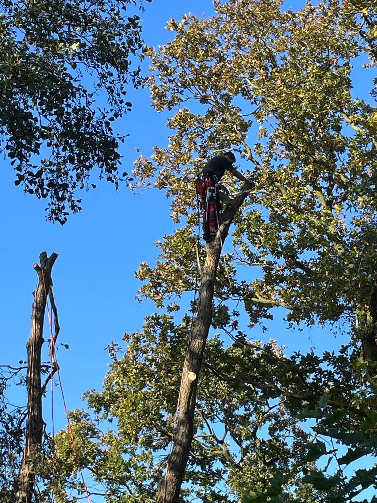 Bomen rooien en snoeien, Diensten en Vakmensen, Tuinmannen en Stratenmakers