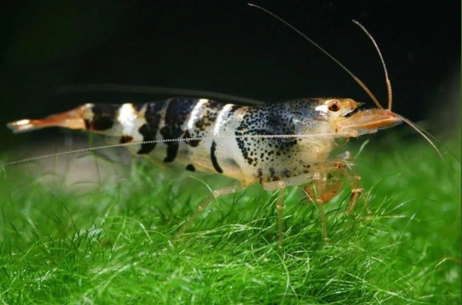 Mambo Bee (tijger) garnaal Caridina zwart-blauw-bruin-blauw, Kreeft, Krab of Garnaal