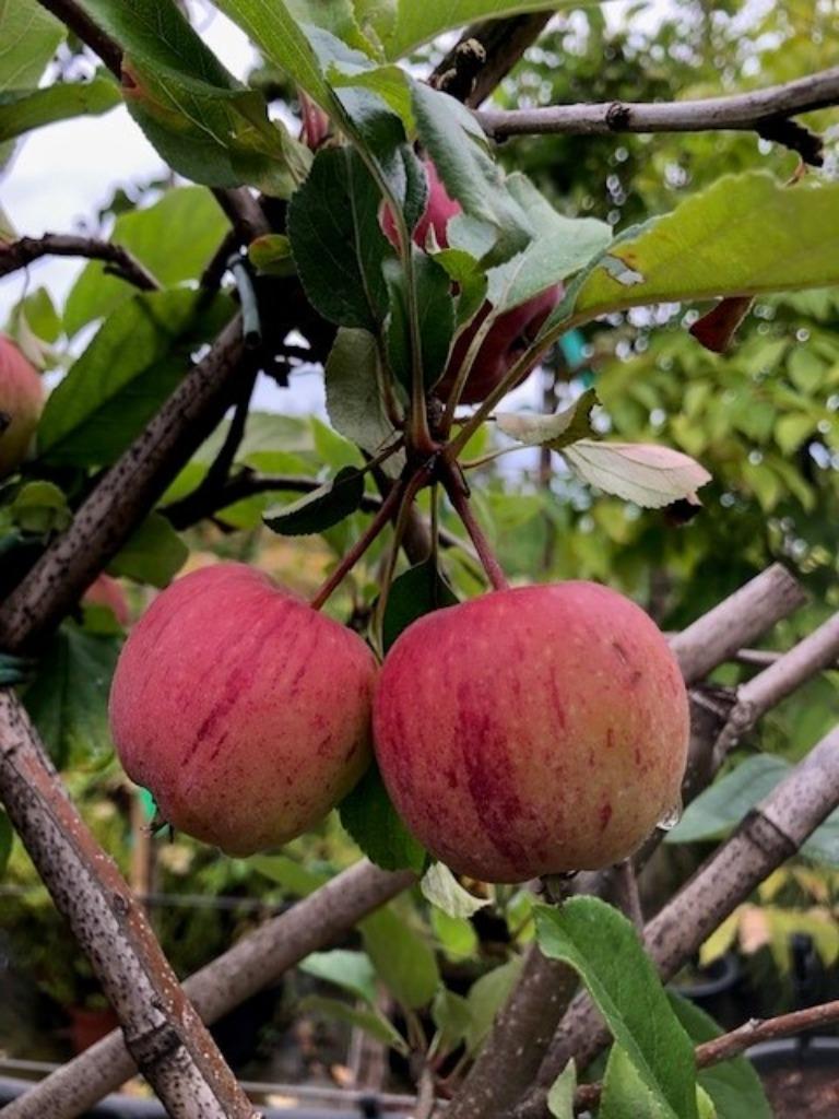 Leiappel boom, 'Gala appel' met leirek, 150 cm hoog! € 24,95, Tuin en Terras, Planten | Fruitbomen, Appelboom, 100 tot 250 cm