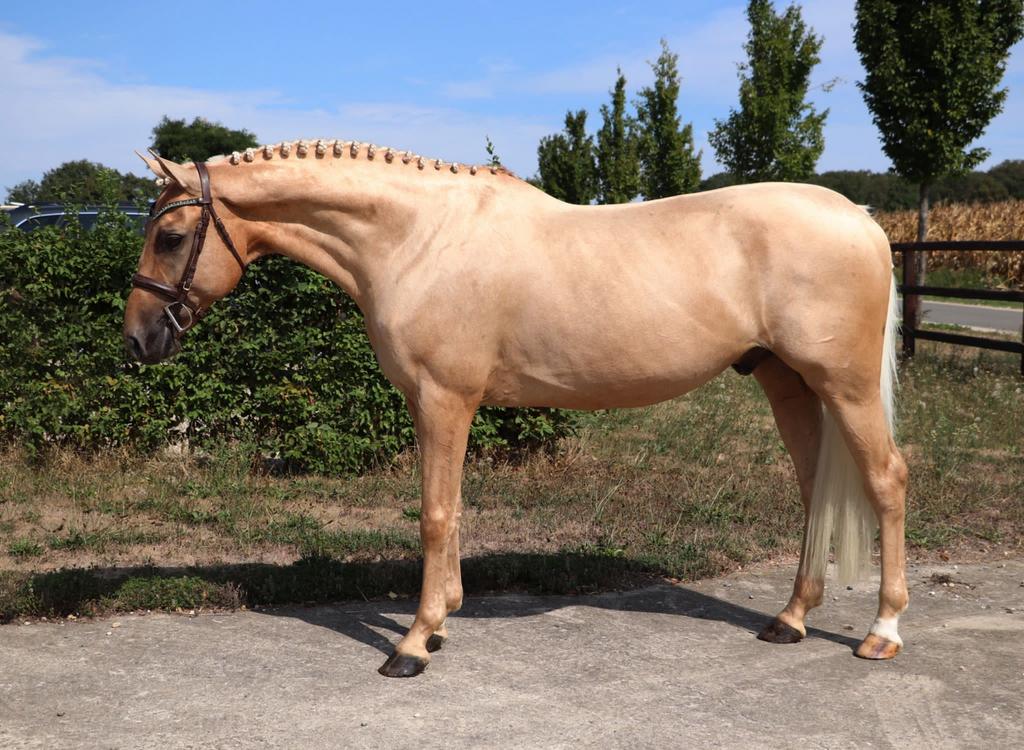 Doorlopend gezoch! Rijpaarden en C-D pony’s., Meerdere dieren, Springpaard, Met stamboom
