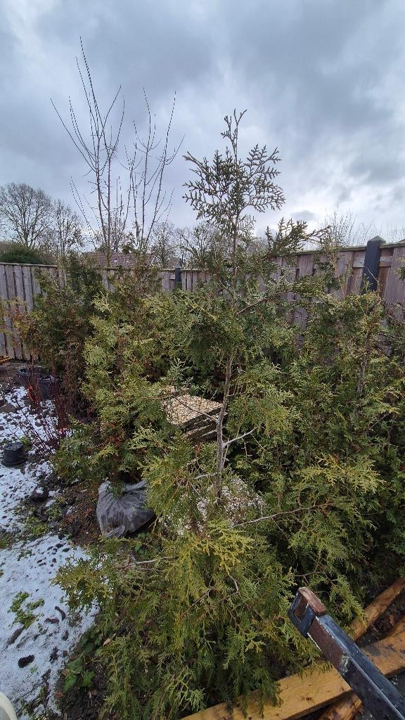 Op te halen thuja coniferen 1.80 meter, Ophalen, Conifeer, Haag, 100 tot 250 cm
