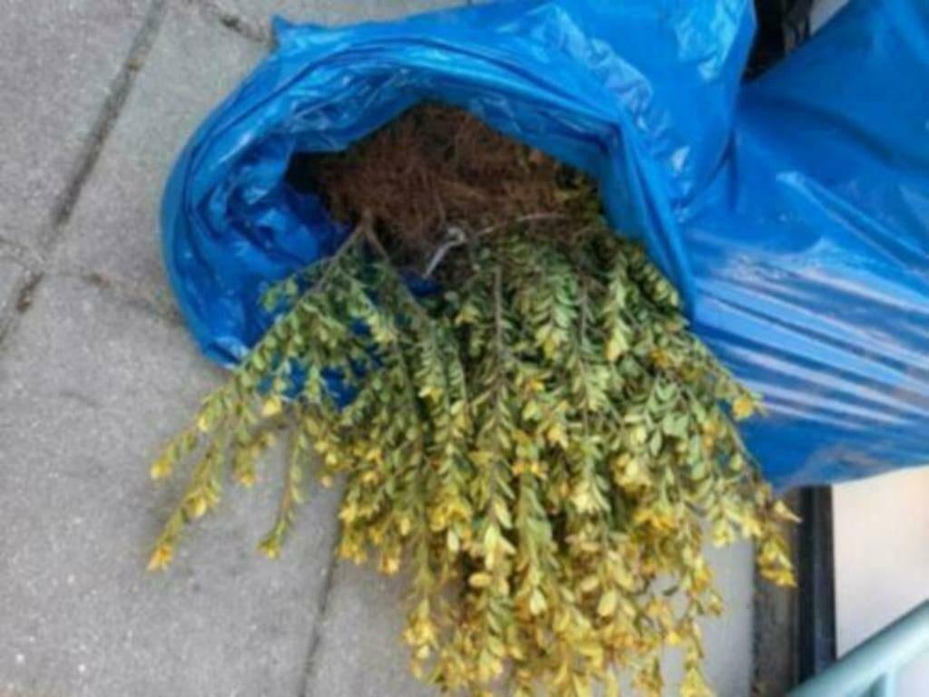 HAAG Ilex crenata 'Convexa' wintergroene "buxus-vervanger" +, Overige soorten, Vaste plant, Ophalen of Verzenden, Halfschaduw