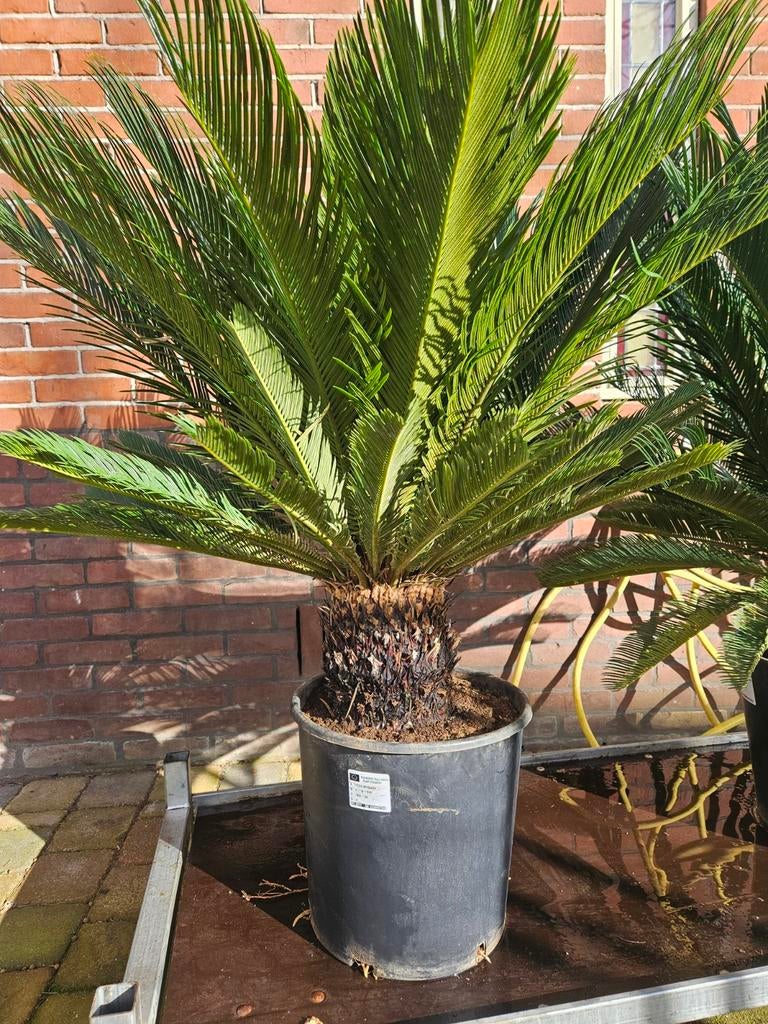 Cycas Revoluta - Stam 20cm hoog, Tuin en Terras, Planten | Tuinplanten, Overige soorten, Volle zon, Vaste plant, Ophalen of Verzenden