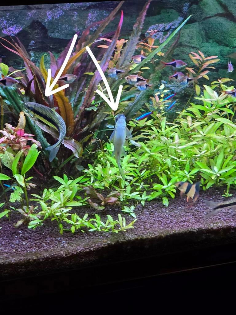 3 grote Crossocheilus Siamensis / Siamese Algeneter, Dieren en Toebehoren, Vissen | Aquariumvissen, Vis