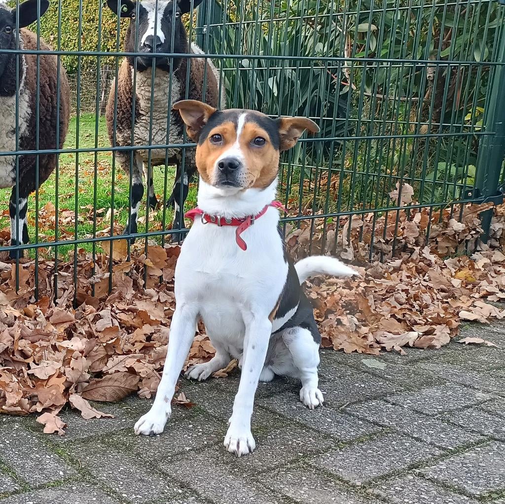 Driekleurige en ervaren Boerenfox reu ter dekking!, Dieren en Toebehoren, Reu, Parvo, Eén hond, 3 tot 5 jaar