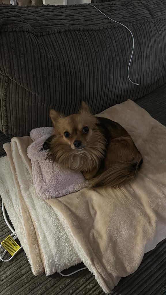 Chihuahua Dekreu NIET TE KOOP, Reu, Eén hond, CDV (hondenziekte), 3 tot 5 jaar