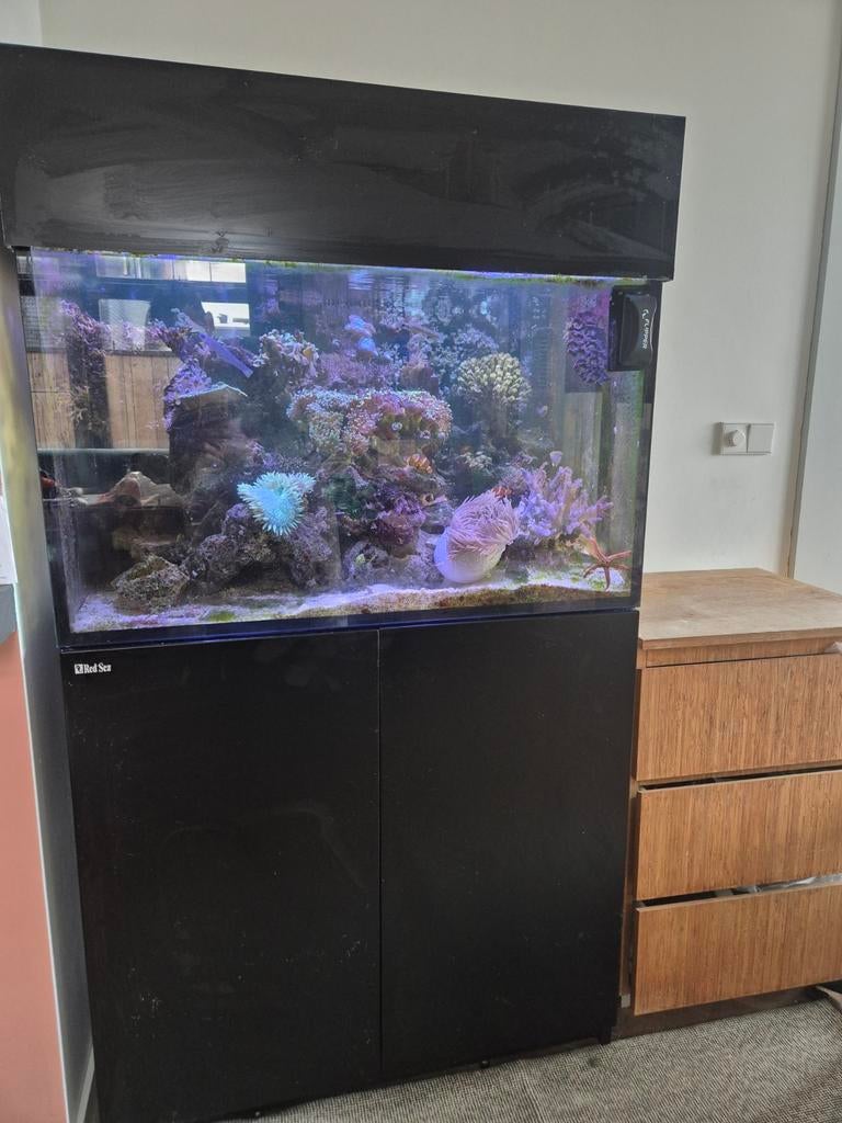 Red Sea reefer 300xl compleet €1750, Ophalen, Gevuld zeewateraquarium