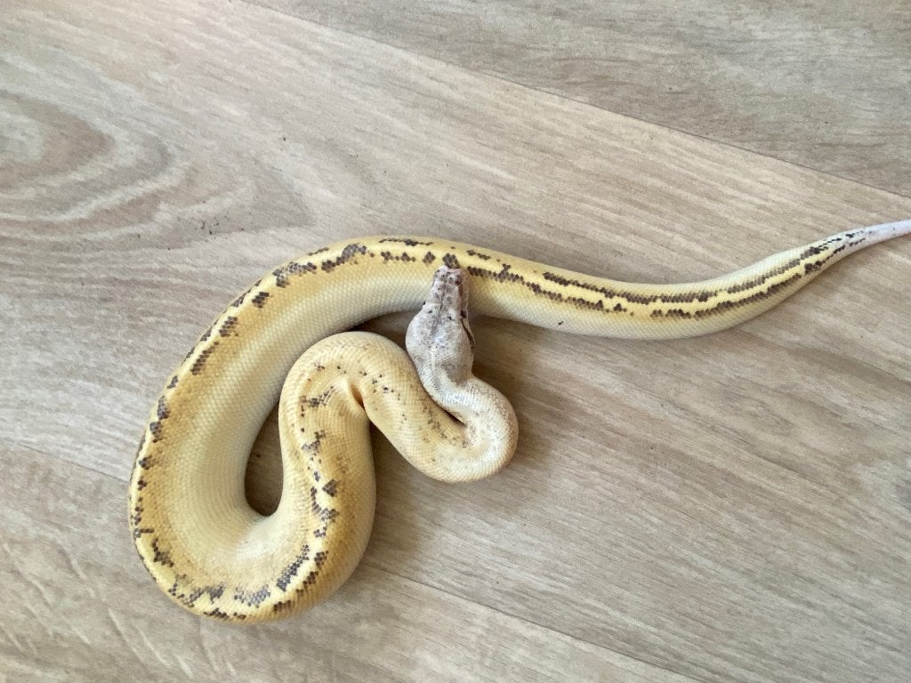 Python brongersmai, Slang, 3 tot 6 jaar