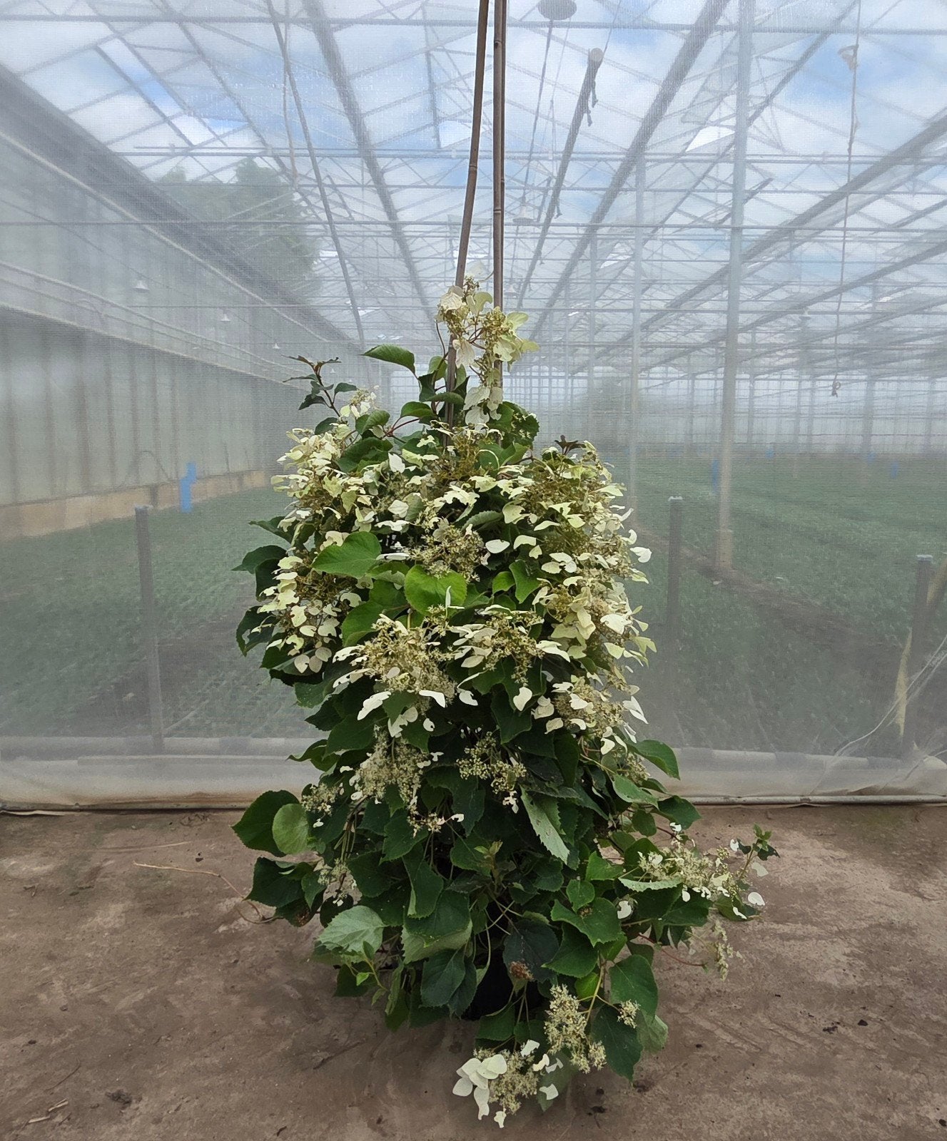 Klimhortensia - Prachtige klimplant voor uw tuin, Tuin en Terras, Ophalen, Vaste plant, Halfschaduw, Klimplanten