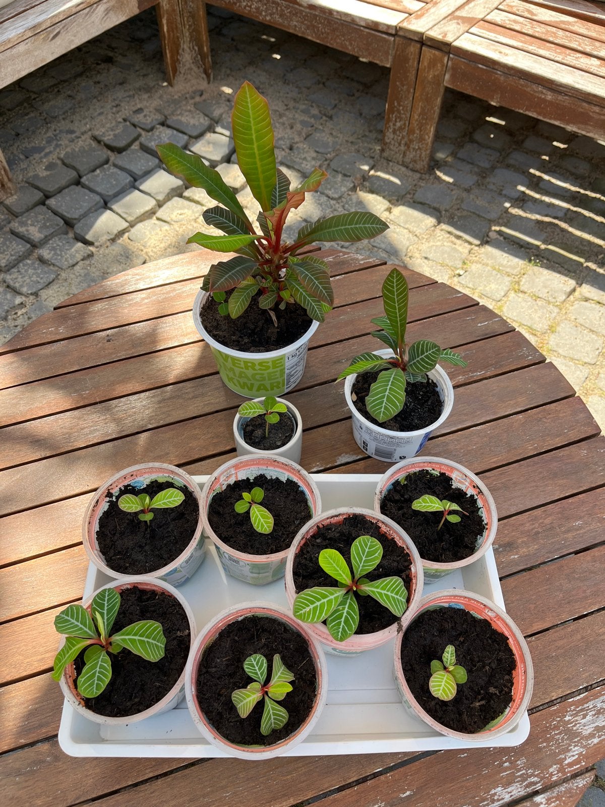 Madagaskar Jewel - stekjes kamerplant, Huis en Inrichting, Kamerplanten, Ophalen, Overige soorten, Halfschaduw, Minder dan 100 cm