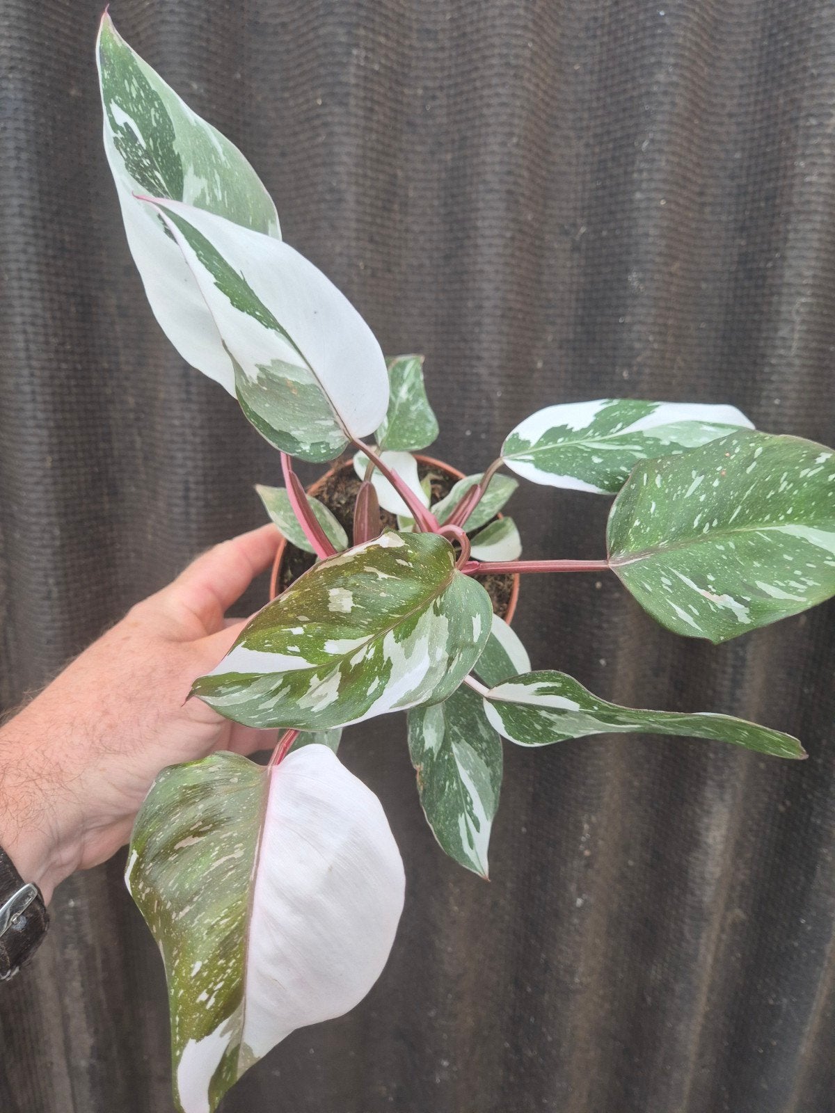 Philodendron Pink Princess Marble p12 (3)