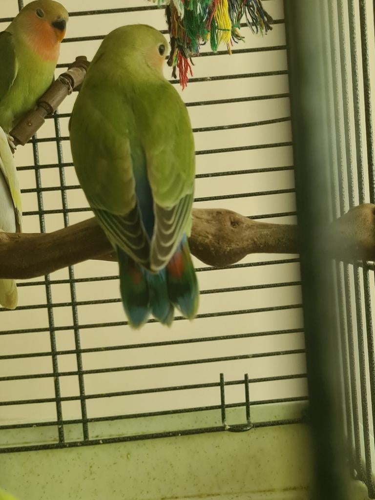 Agapornis babys en moeder te koop, Dieren en Toebehoren, Vogels | Parkieten en Papegaaien, Meerdere dieren, Dwergpapegaai of Agapornis