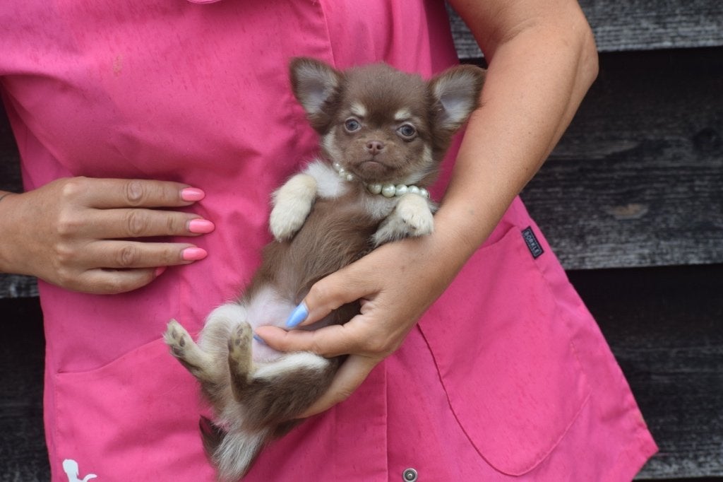 Chihuahua pups klein blijvend, Dieren en Toebehoren, 15 weken tot 1 jaar, Buitenland, Meerdere, Meerdere dieren