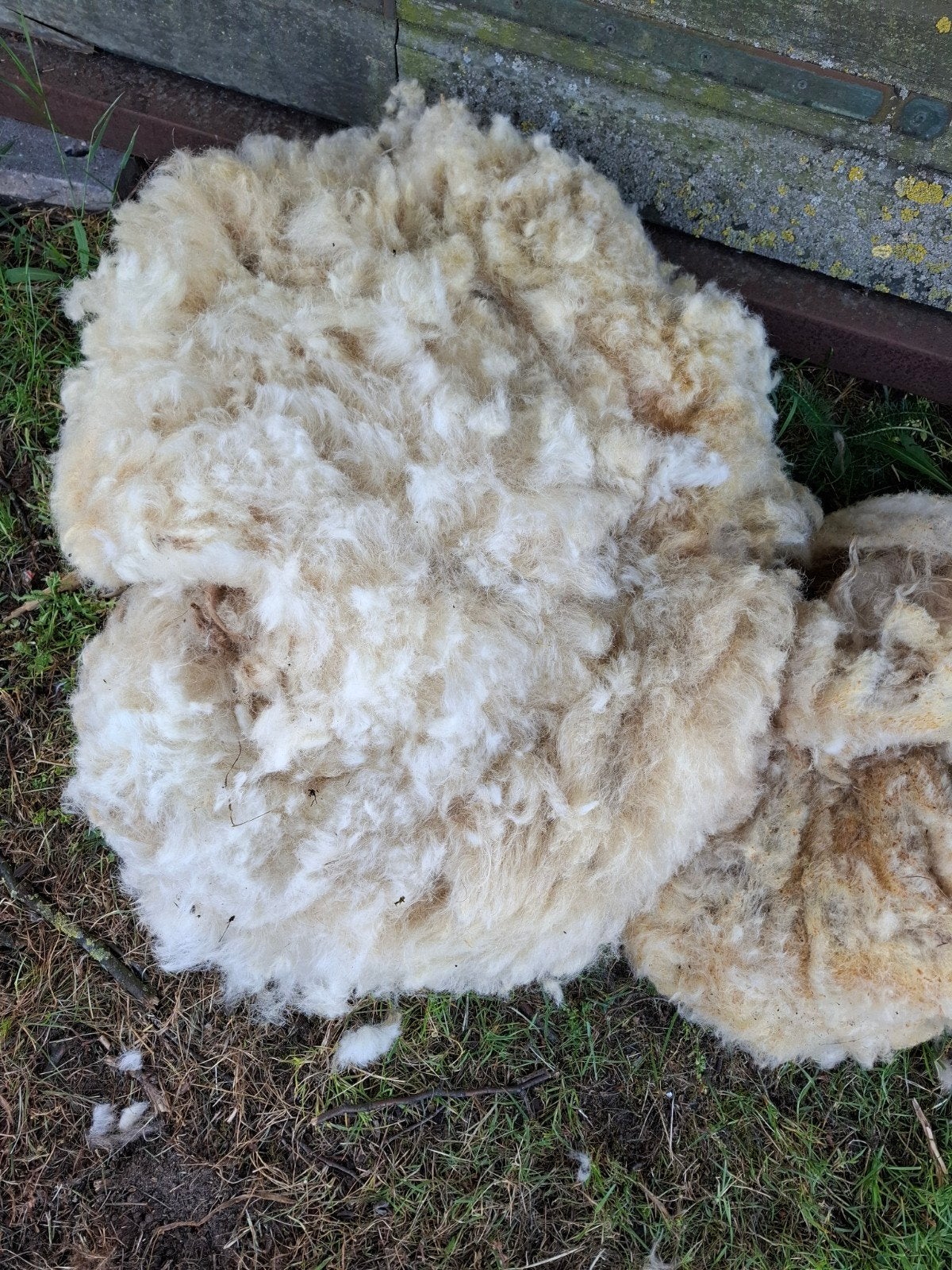 Vacht,   vachten racka schapen, wol om te vilten, Meerdere dieren, Schaap