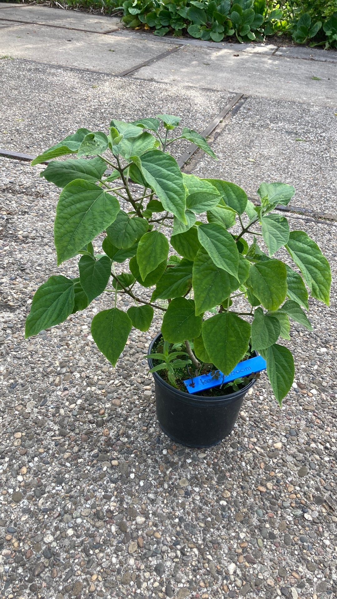 Pindakaasboom, Tuin en Terras, Planten | Bomen, Ophalen, Volle zon, Overige soorten, Minder dan 100 cm