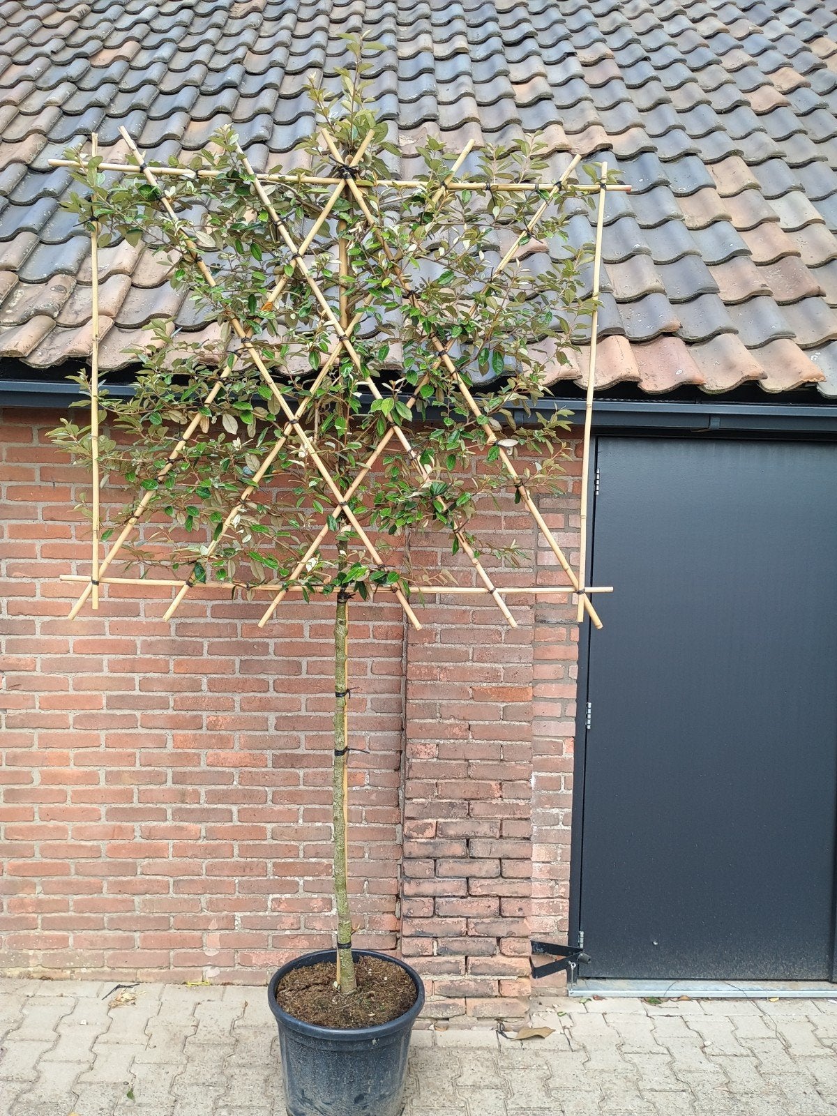 elaeagnus ebbingei - stamhoogte 150 cm leiboom, Volle zon, Vaste plant, Herfst, Ophalen