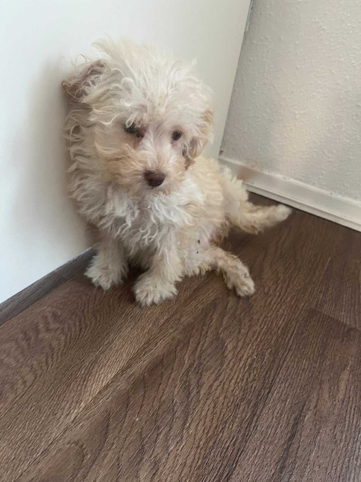 Maltipoo pup, Dieren en Toebehoren, Honden | Chihuahua's en Gezelschapshonden, Parvo, Overige rassen, 8 tot 15 weken, Teef