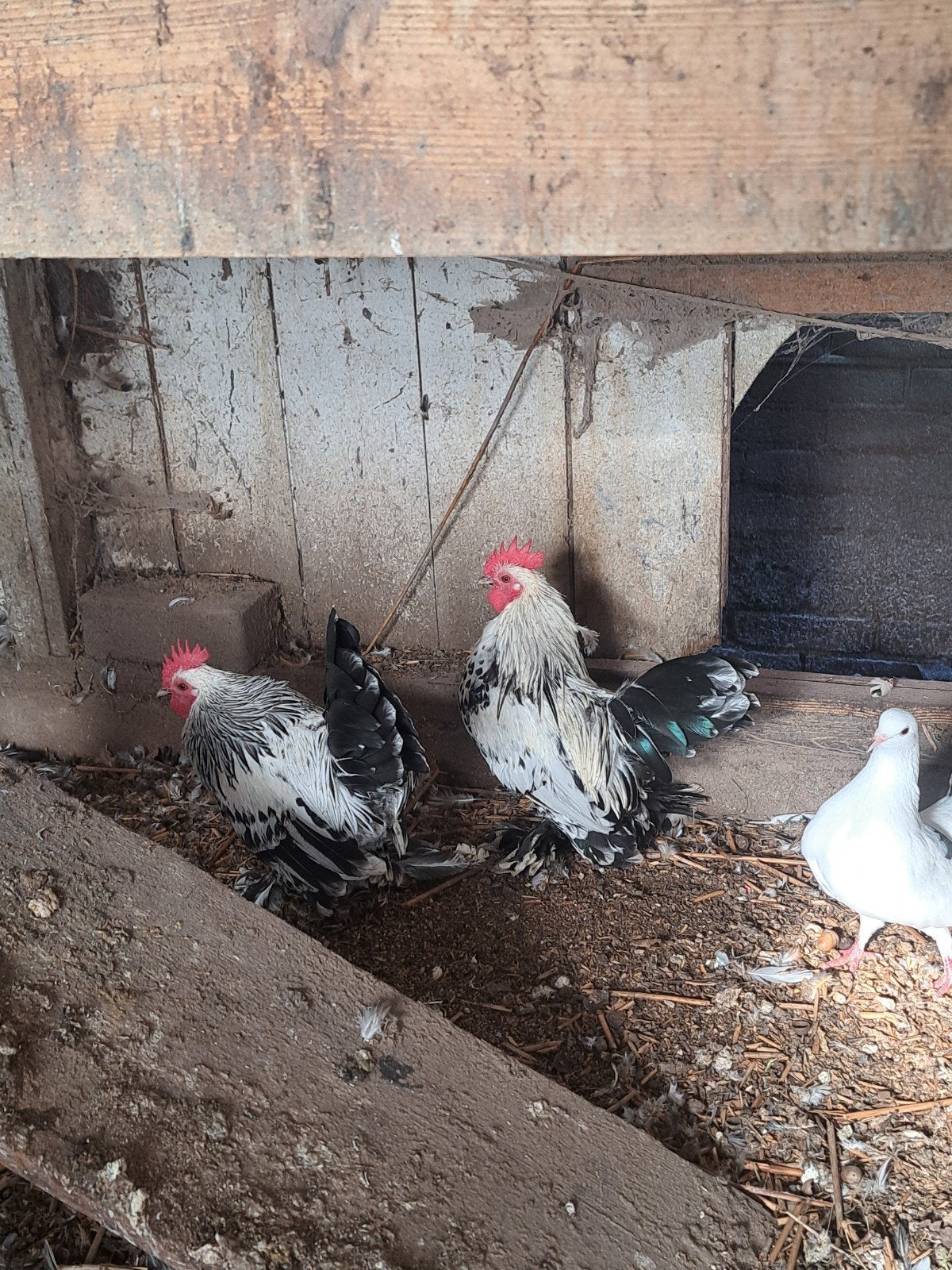 te koop sabel pootkriel haantjes, Dieren en Toebehoren, Mannelijk, Kip
