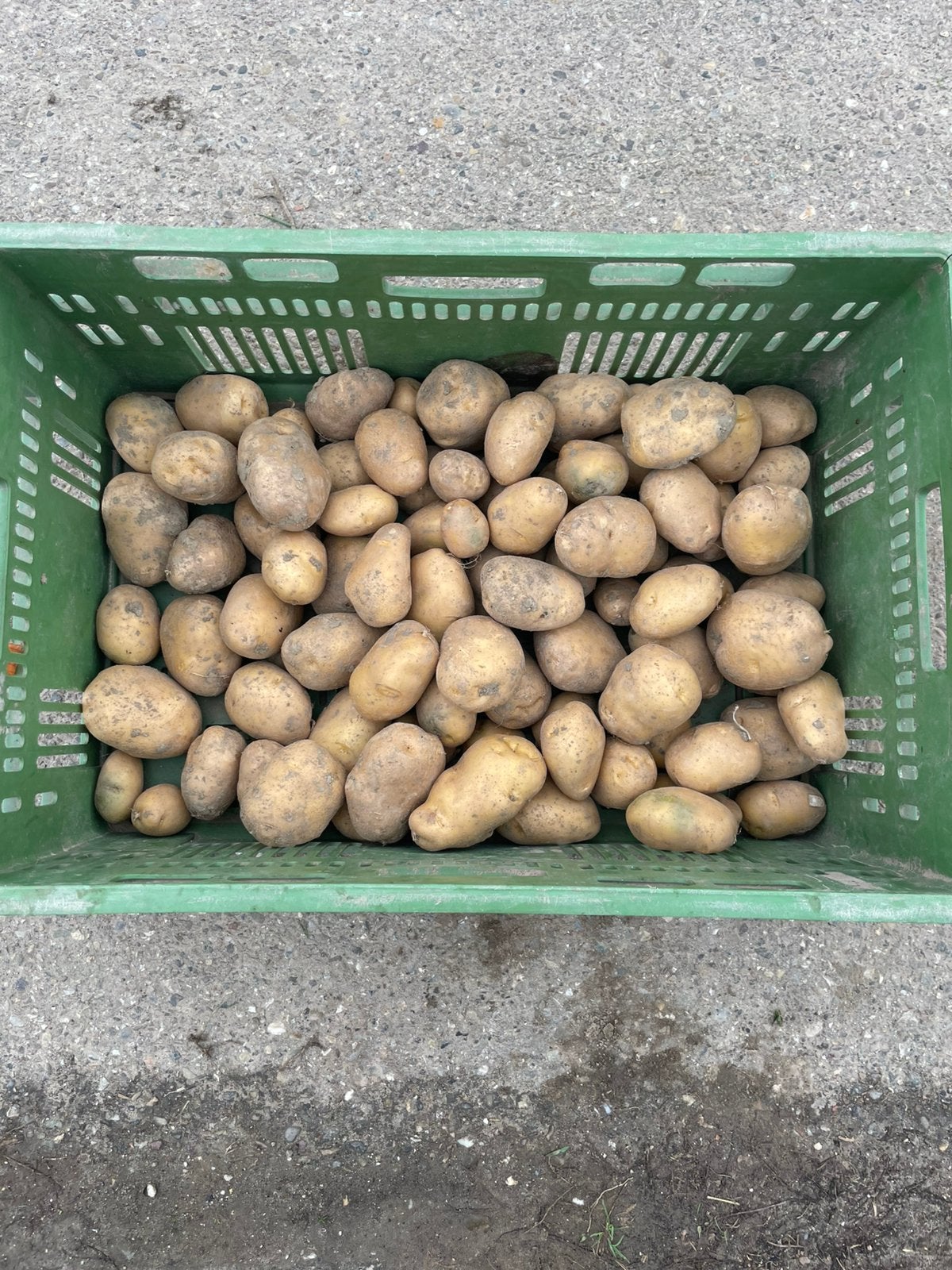 Hoeksche Aardappels oogst 2026, Ophalen