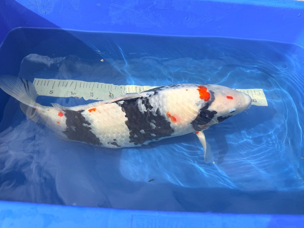 6 Koi moeten weg wegens verhuizing., Karper of Koi