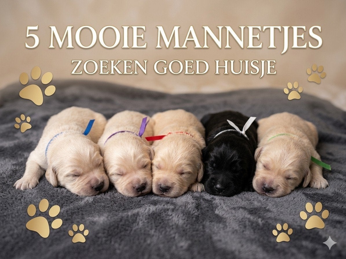 5 unieke prachtige golden doodle Reutjes beschikbaar, Dieren en Toebehoren, Honden | Retrievers, Spaniëls en Waterhonden, Overige rassen