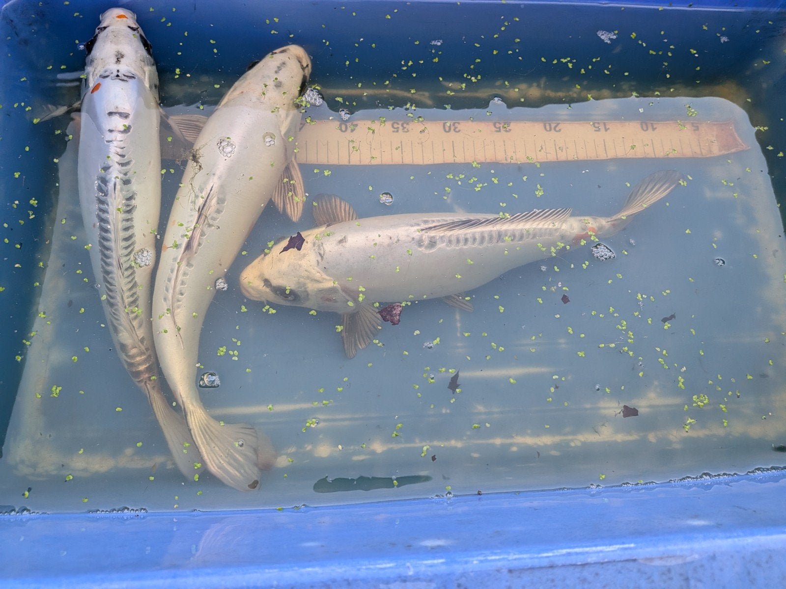koikarpers, Dieren en Toebehoren, Vissen | Vijvervissen, Karper of Koi