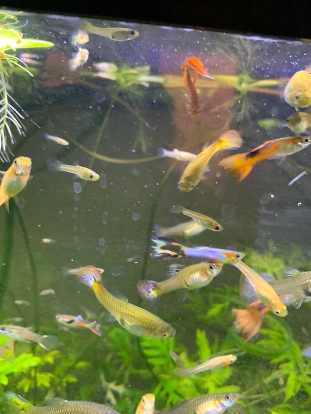 Jonge guppy’s gratis af te halen, Vis, Zoetwatervis