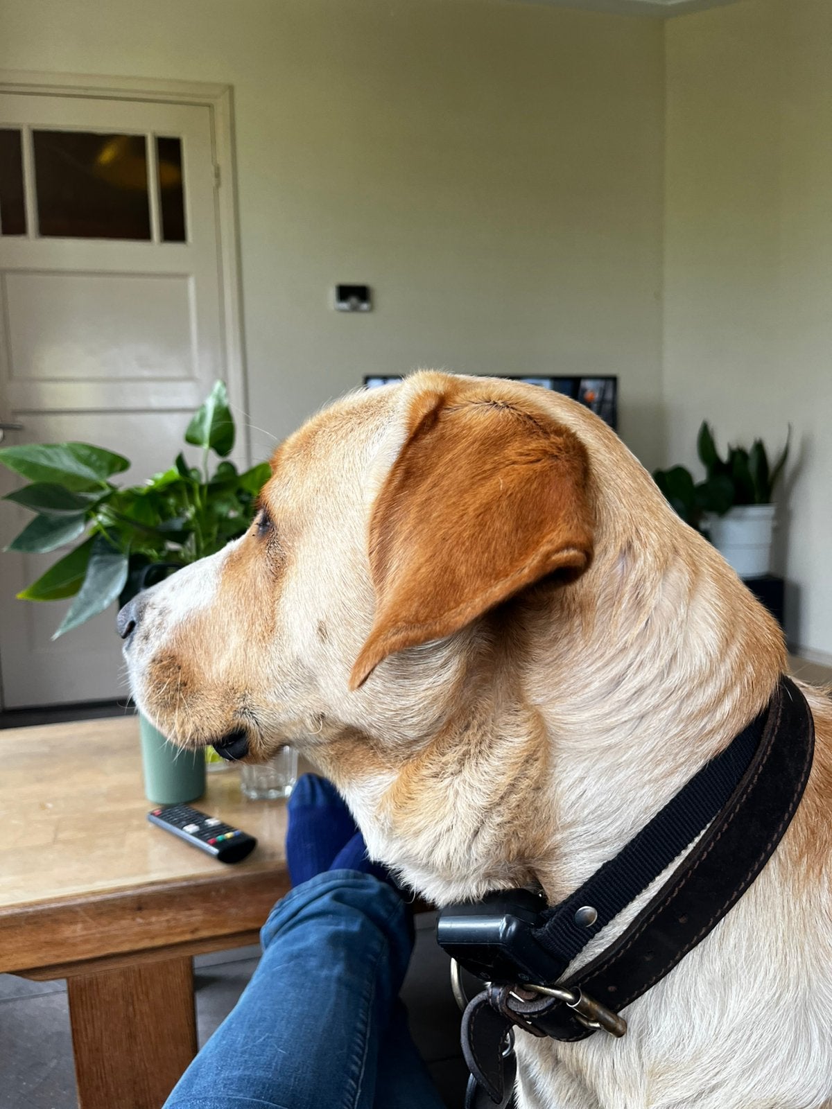Gezocht nestgenoten, Parvo, 1 tot 2 jaar, Groot, Meerdere