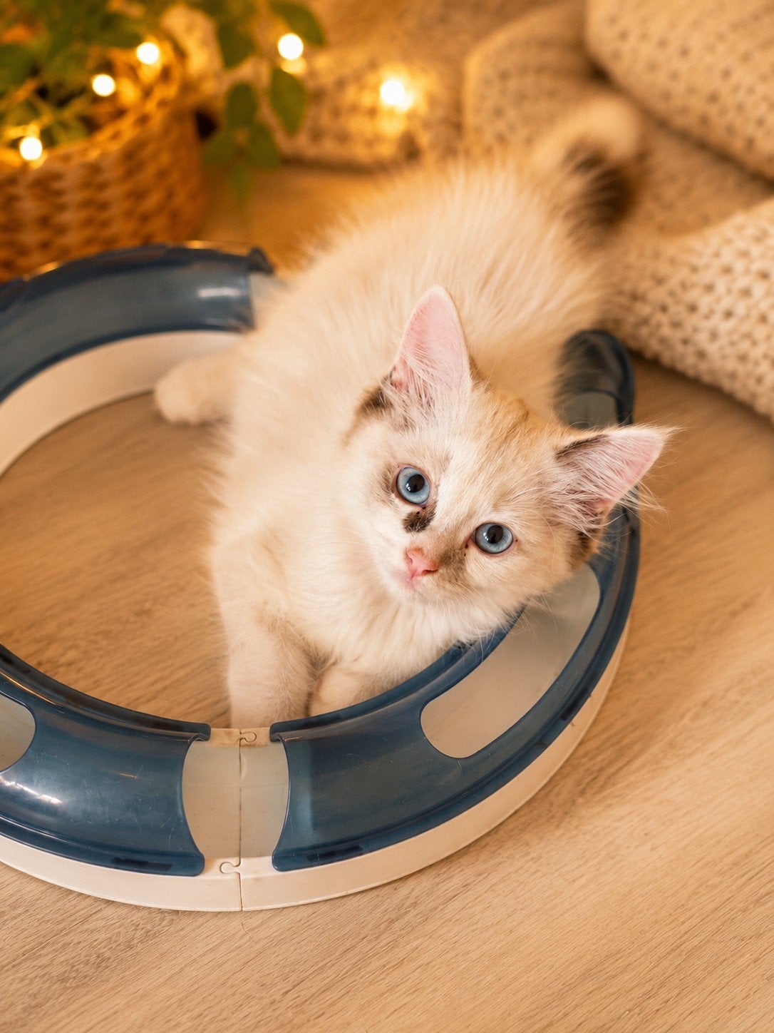 ragdoll kitten 1 dametje, Poes, Ontwormd, 0 tot 2 jaar