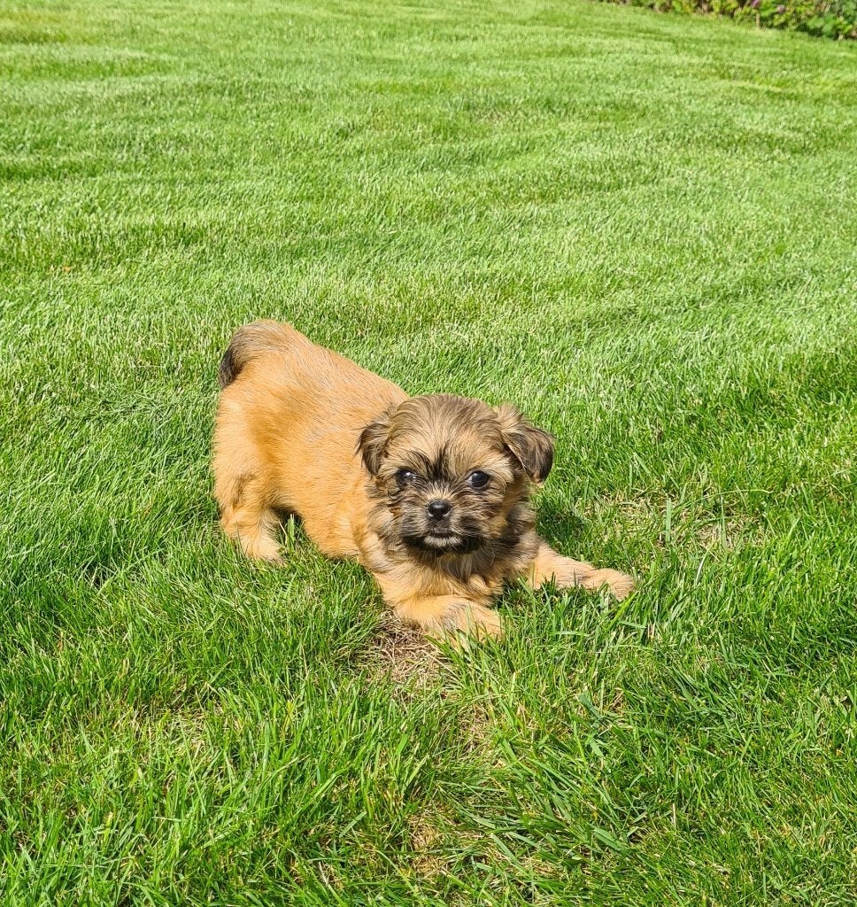 shih tzu pups, België, Fokker | Hobbymatig, Overige rassen, 8 tot 15 weken