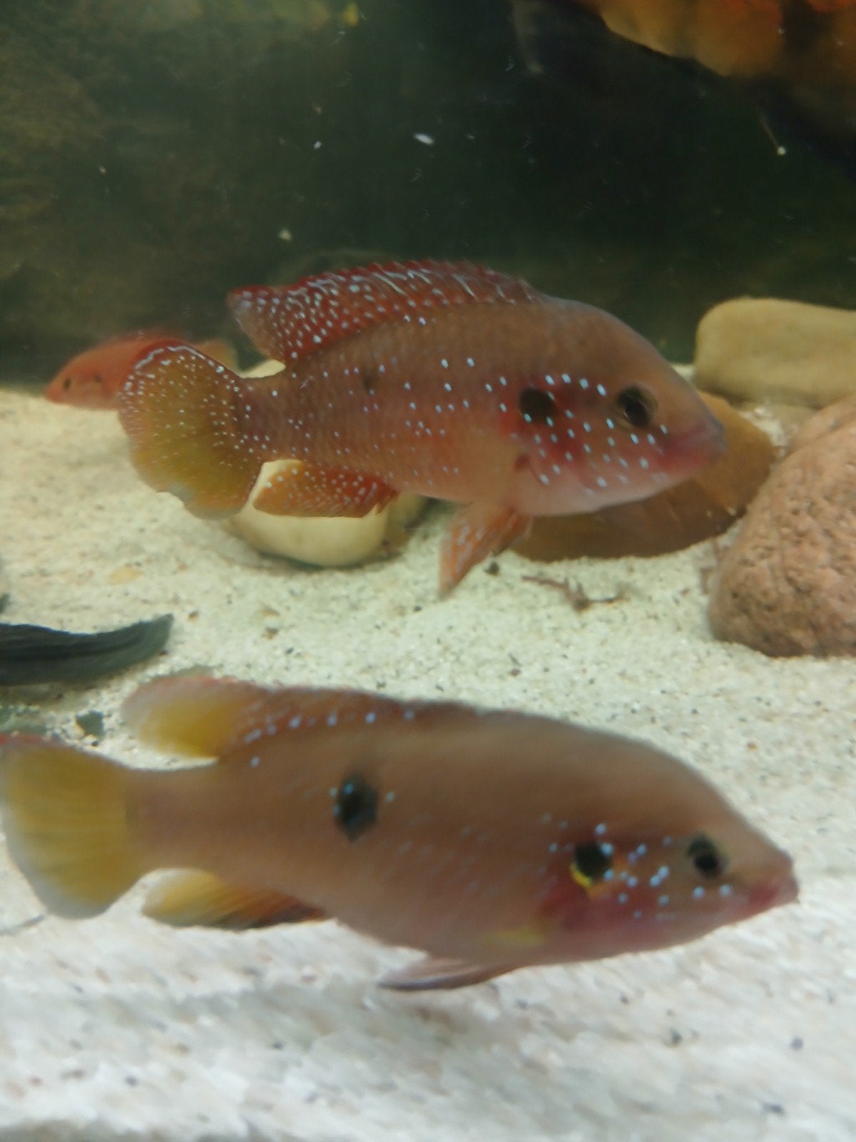 gratis rode cichlide, hemichromis bimaculatus., Vis