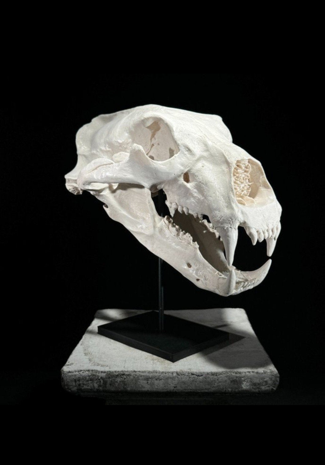 Replica schedel van een polar beer  - Decoratief object, Ophalen of Verzenden, Nieuw