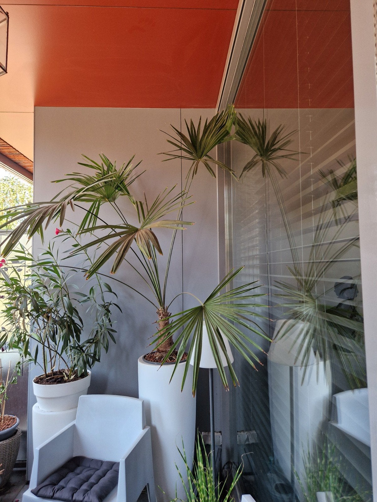 grote palmboom, Tuin en Terras, Planten | Bomen, 100 tot 250 cm, Zomer, Palmboom, Ophalen