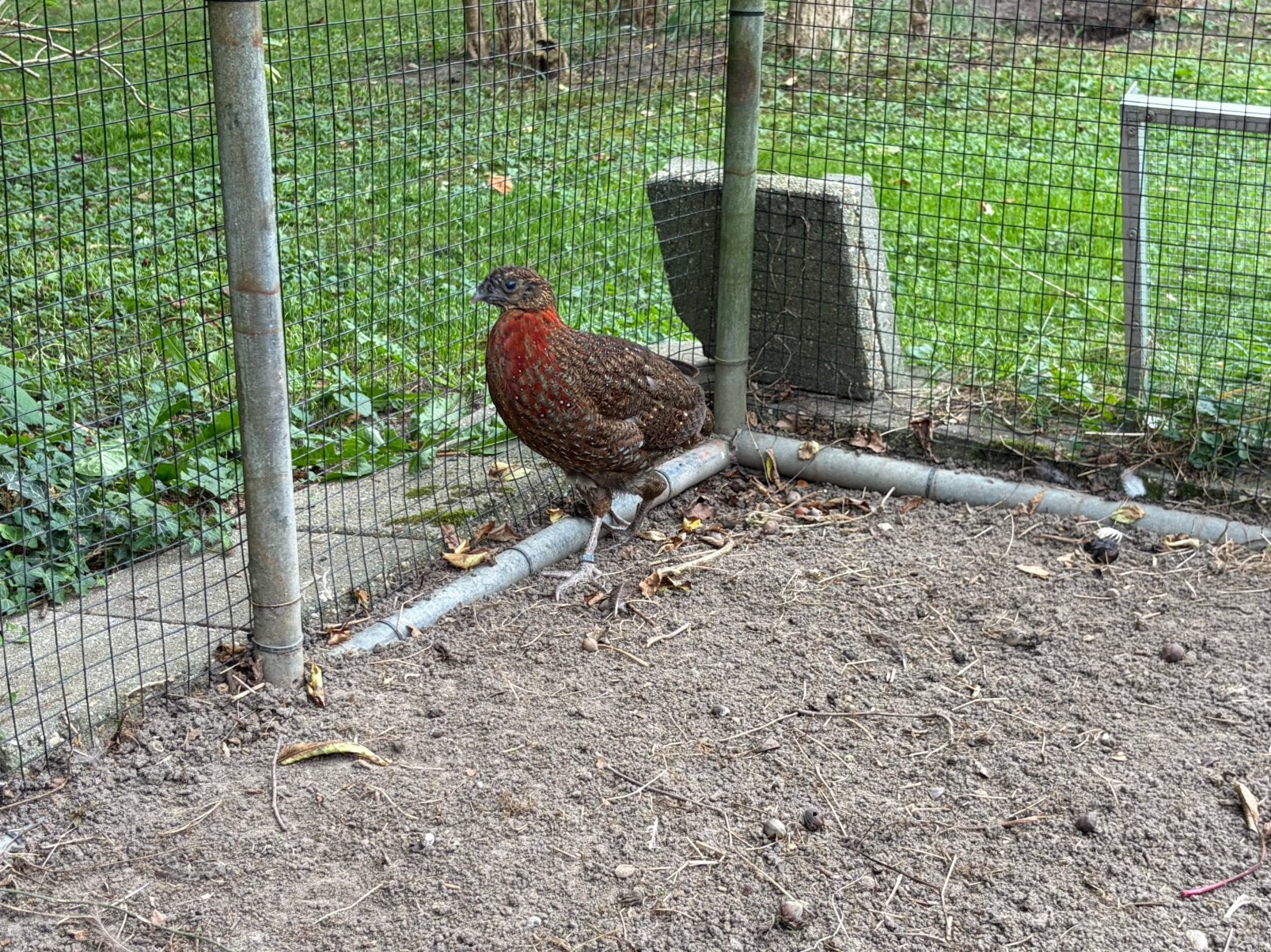 2 Temminck Tragopaan Hanen 2026, Meerdere dieren, Kip