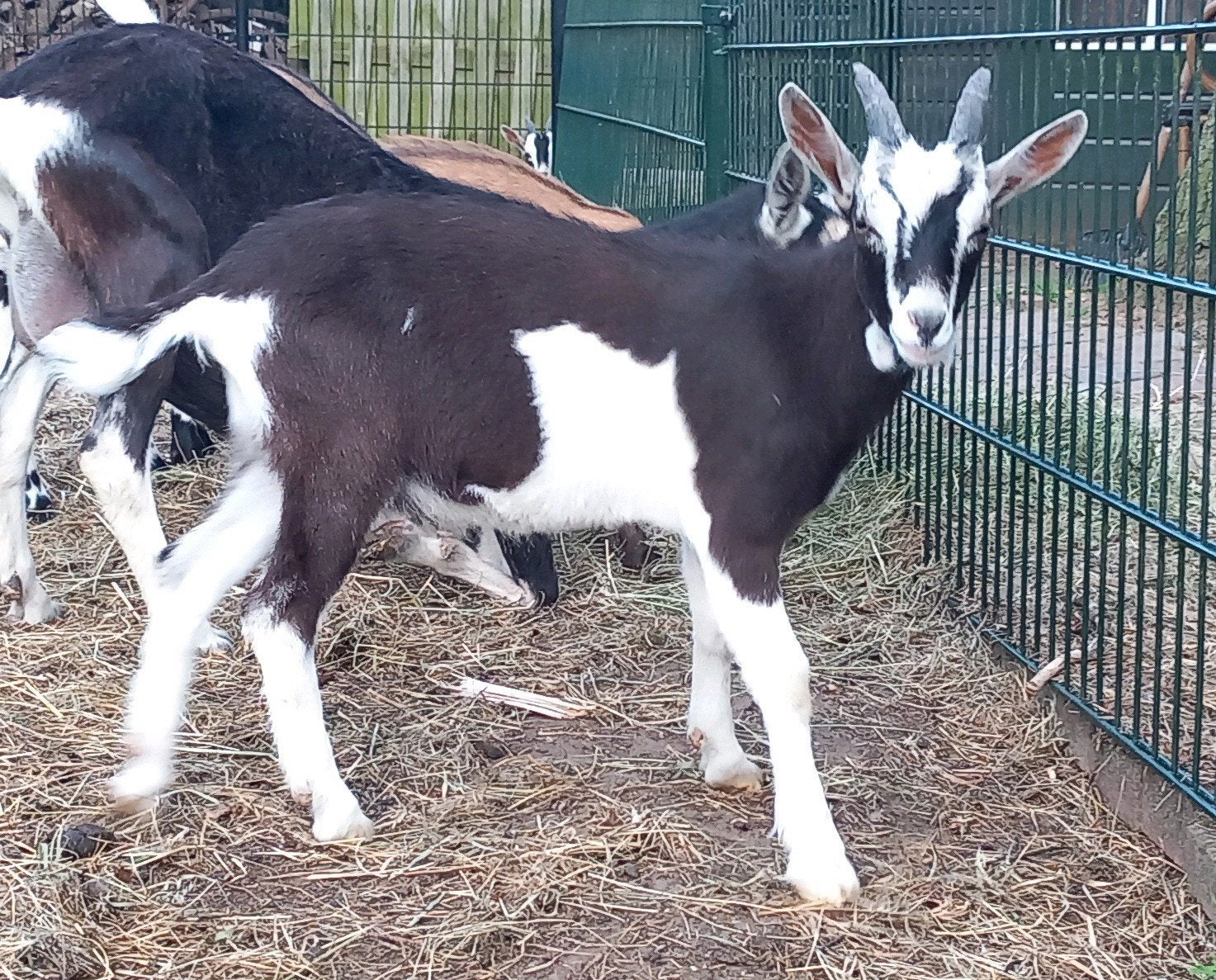 Prachtige bonte bok - met lelletjes, Dieren en Toebehoren, Mannelijk, Geit