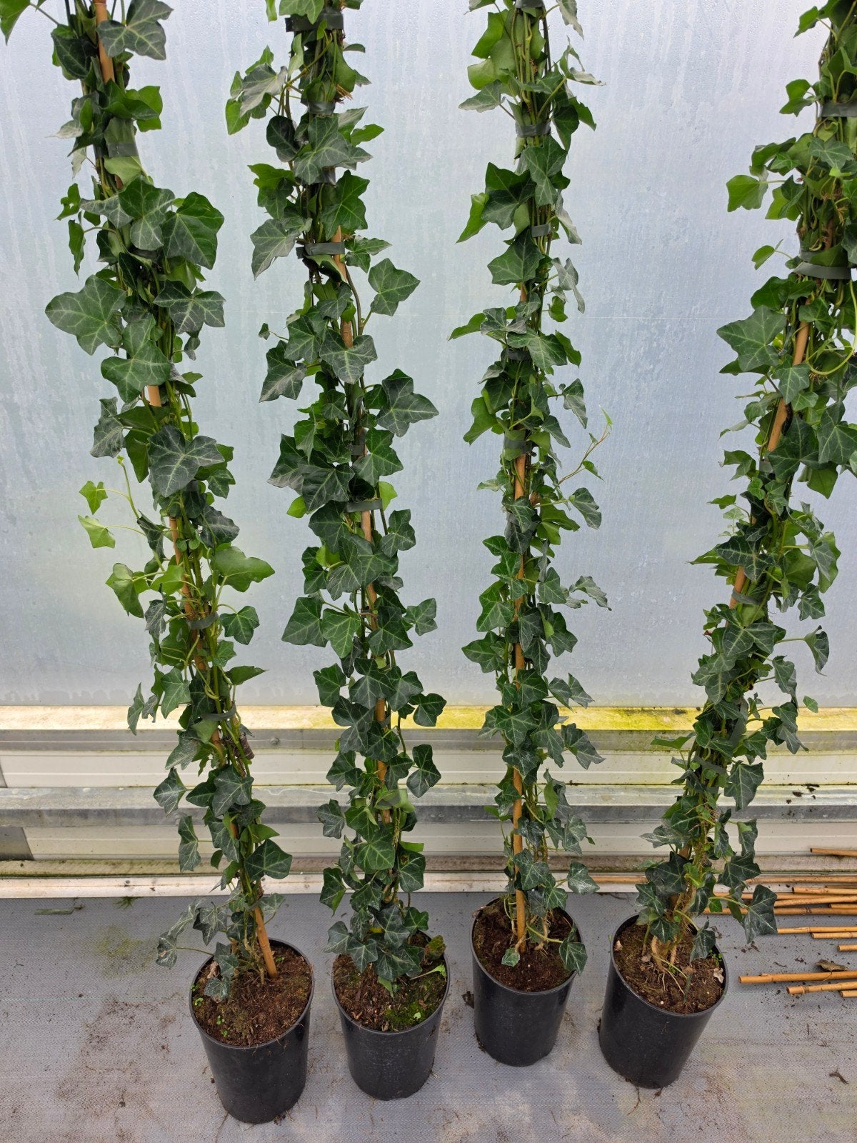 hedera hibernica, Ophalen of Verzenden, Bloeit niet, Klimplanten, Halfschaduw