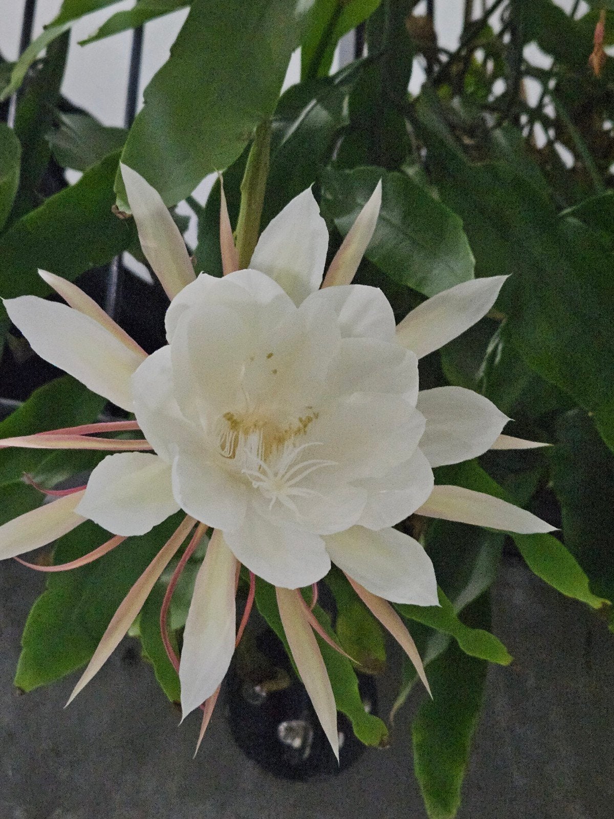 Nachtkoningin (Epiphyllum oxypetalum) - Prachtige bloeier, Ophalen of Verzenden, Overige soorten, Volle zon