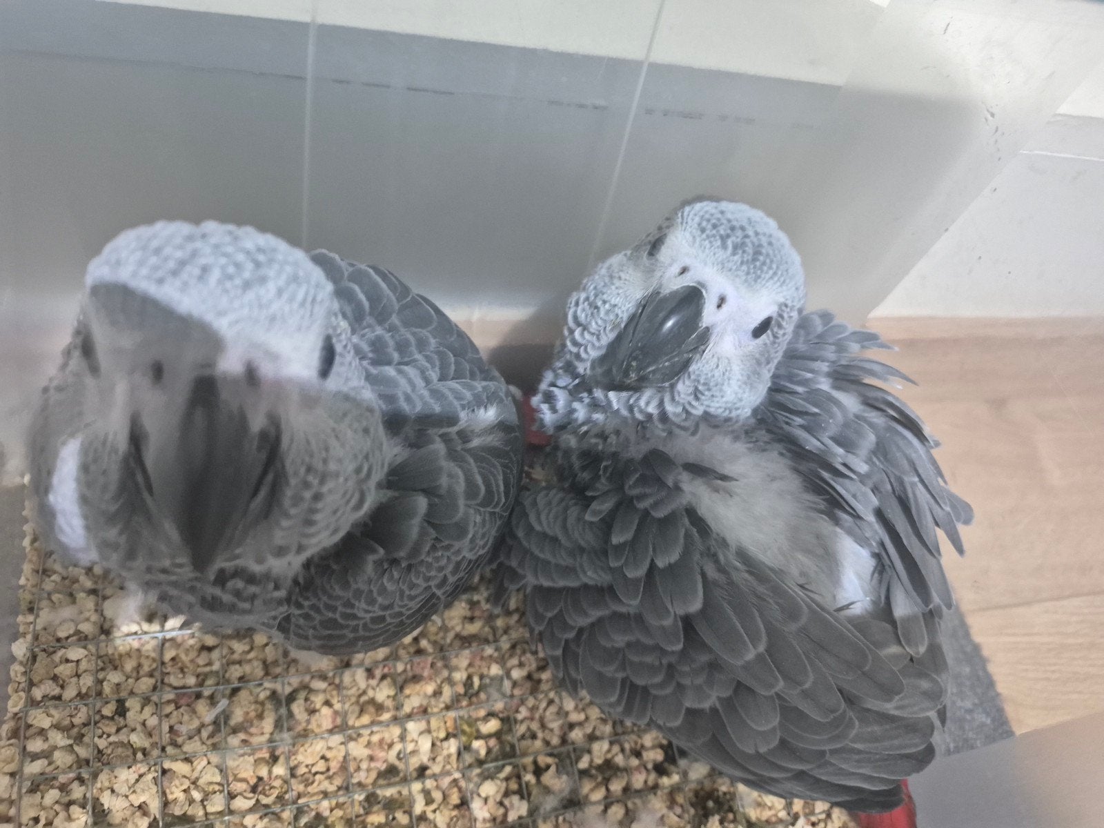 Grijzeroodstaart papegaai, Dieren en Toebehoren