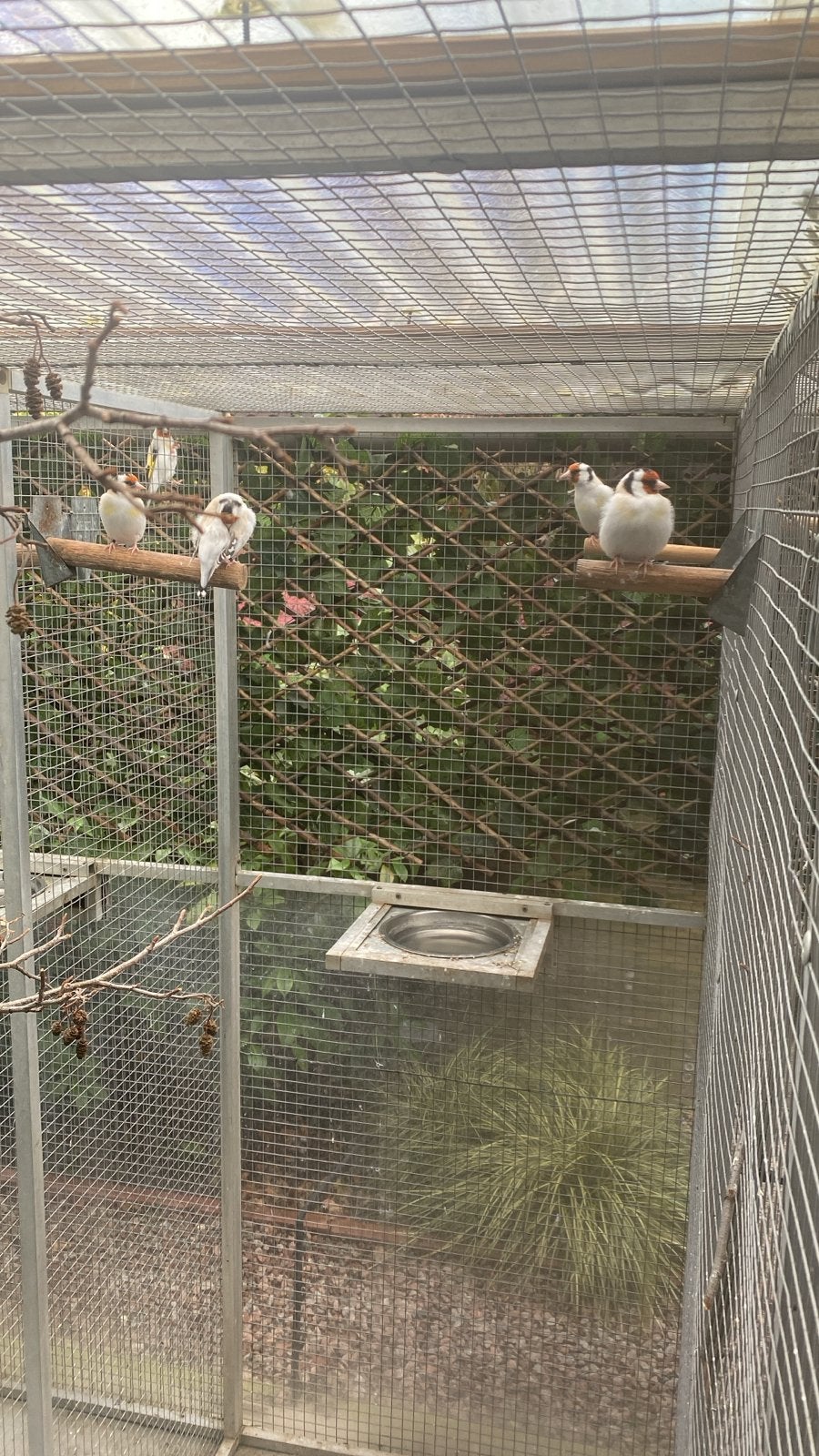 Eumo putters, Dieren en Toebehoren, Meerdere dieren, Wildzangvogel