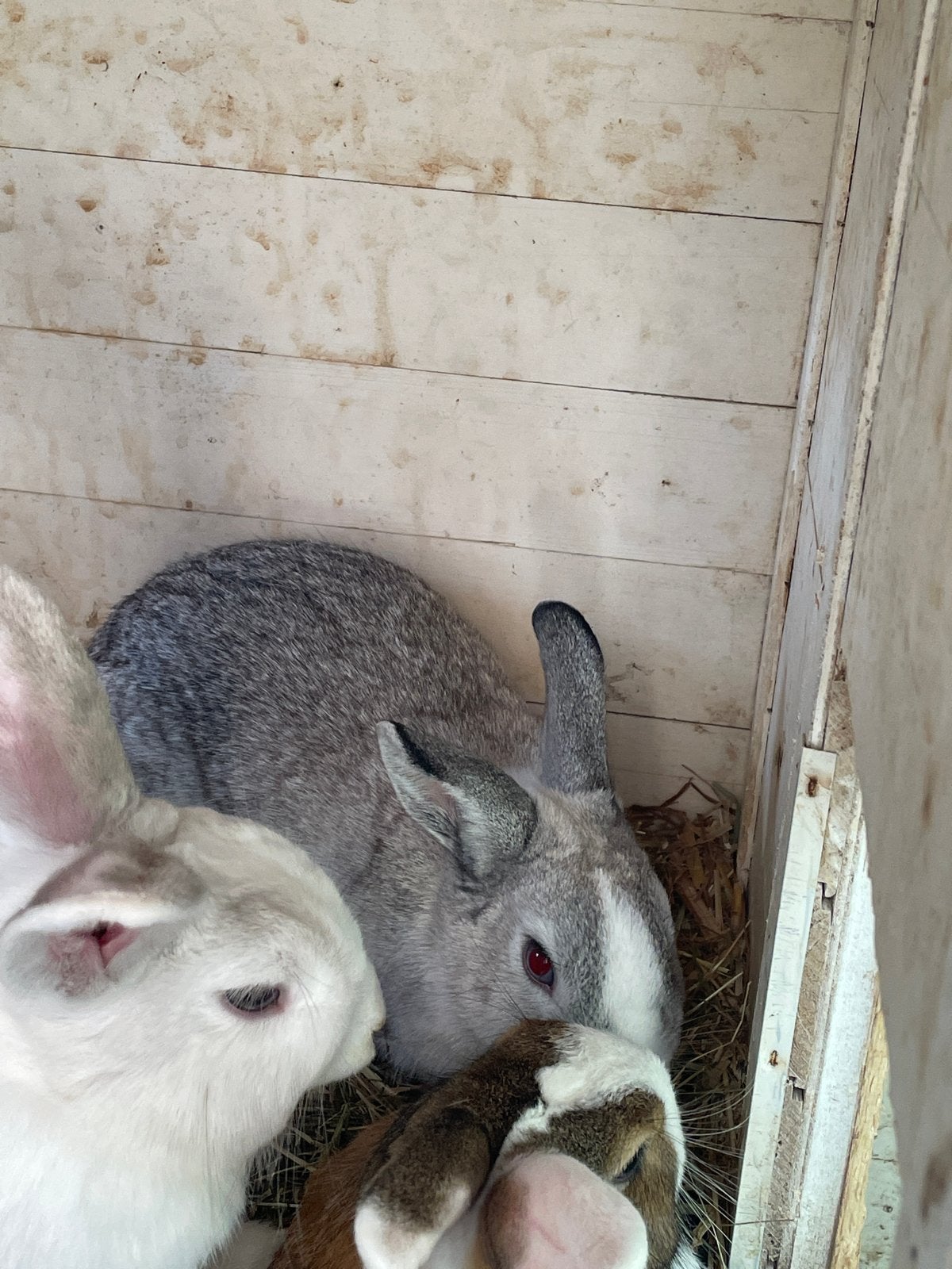 Lieve konijntje (voedster), Dieren en Toebehoren, Juli, Vrouwelijk, Overige typen, Tam