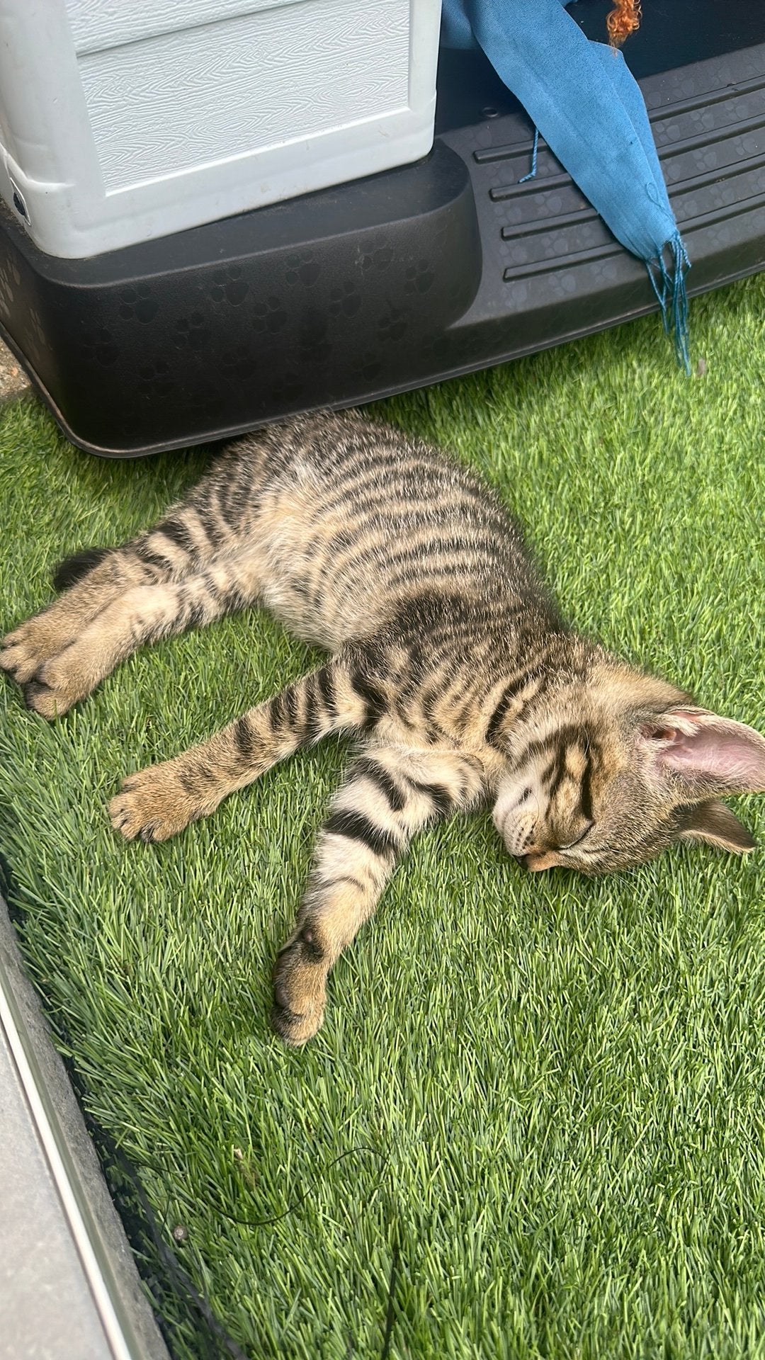 Lief tijger kittens opgegroeid met kinderen en tuin, Meerdere dieren