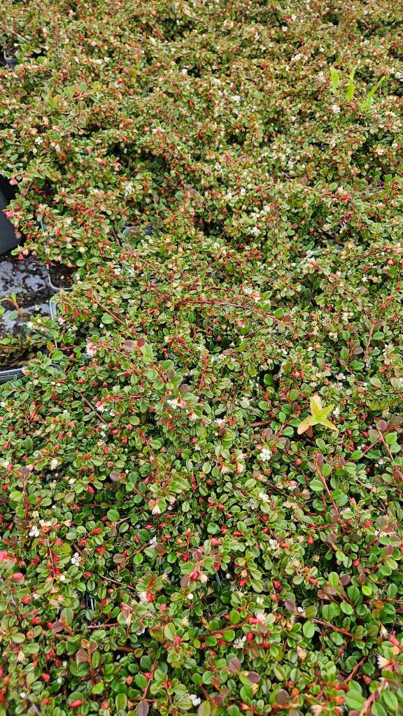 Cotoneaster Streibs Findling - dwergmispel - vaste plant, Tuin en Terras, Overige soorten, Volle zon, Vaste plant, Ophalen of Verzenden
