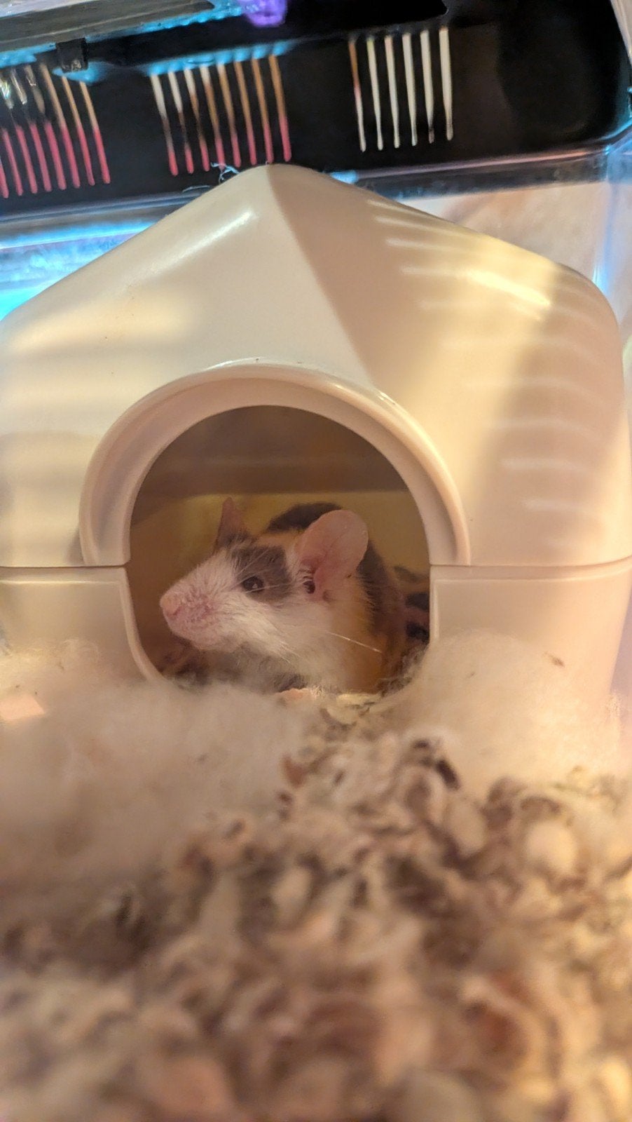 Tamme Kleurmuis man gratis, Dieren en Toebehoren, Muis, Mannelijk, Januari, Tam